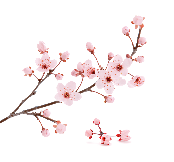rev-slider-flower-1 a